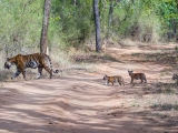 gallery_bandhavgarh_1