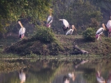 gallery_bharatpur_1