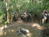 chitwan_1