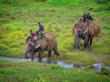 chitwan_3