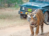 gallery_kanha_1