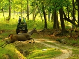 gallery_kanha_2