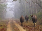 gallery_kanha_3