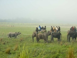 gallery_kaziranga_1