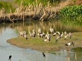 gallery_kaziranga_2