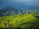 gallery_munnar_1