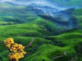 gallery_munnar_2