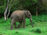 gallery_periyar_1