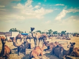 gallery_pushkar_fair_1