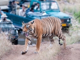 gallery_ranthambore_1