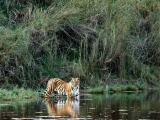 gallery_ranthambore_2