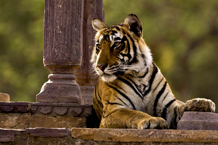 golden_triangle_yoga_ranthambore