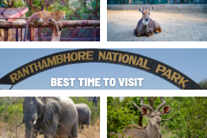 Best Time To Visit Ranthambore National Park