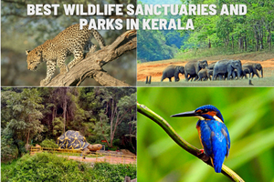Best Wildlife Sanctuaries and Parks in Kerala