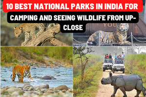 10 Best National Parks in India for Camping and Seeing Wildlife from Up-close
